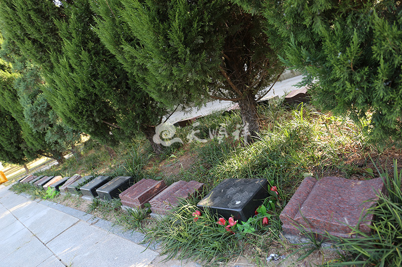 太子峪陵园树葬墓位展示