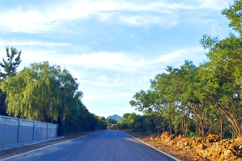 道路绿化