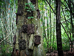 印尼乡村流行“树葬”死婴 让其回归自然