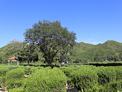 太子峪陵园和天寿陵园哪个好？