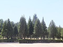 北京周边树葬墓地有哪些？北京周边树葬墓地价格是多少？