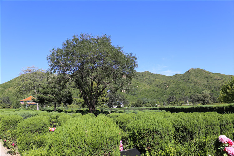 天寿陵园植被绿化景观