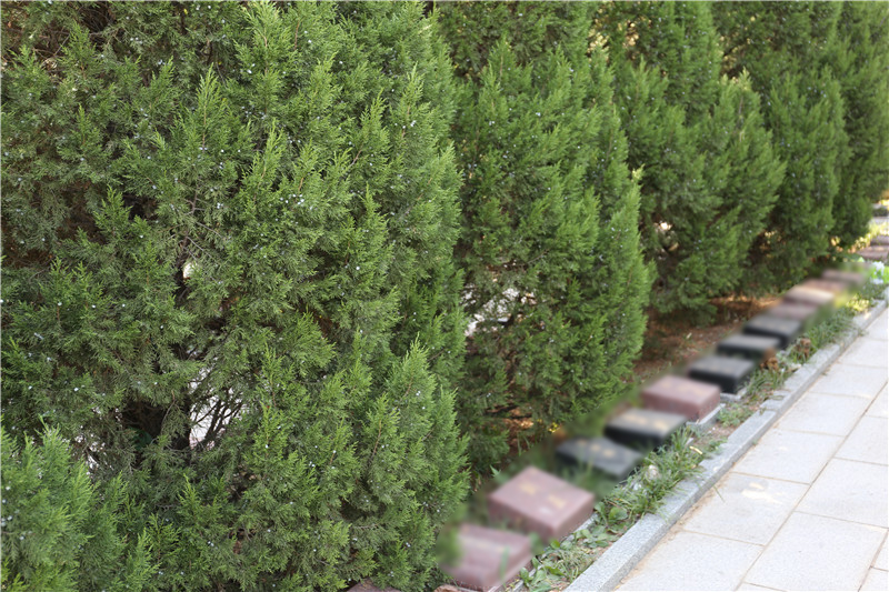 太子峪陵园树葬绿化