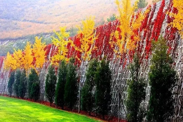 秋色斑斓的灵山宝塔陵园