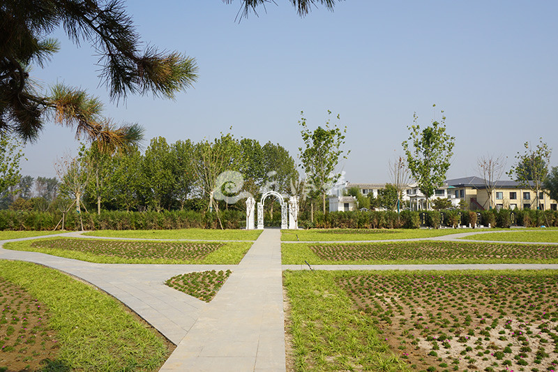 涿州永安陵园植被景观