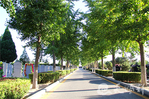 道路绿化