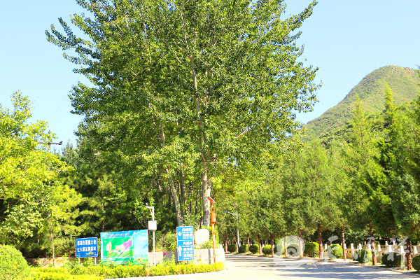 园区景观