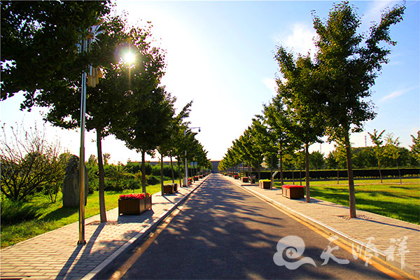 园区道路