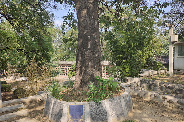 北京门头沟区有树葬陵园吗？门头沟区哪里有树葬场地址？什么价位