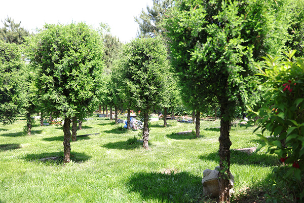 灵山宝塔陵园树葬位置在哪里？陵园树葬价格是多少？年限多少年？