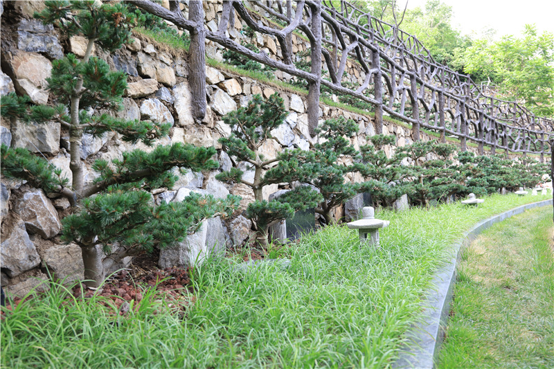九公山陵园高级树葬