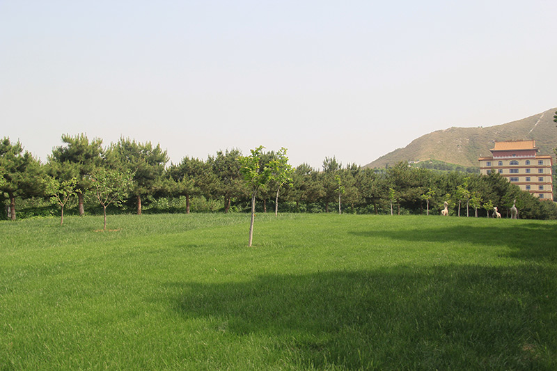 陵园草坪景观