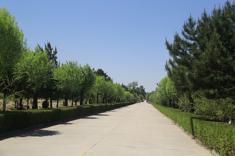道路绿化