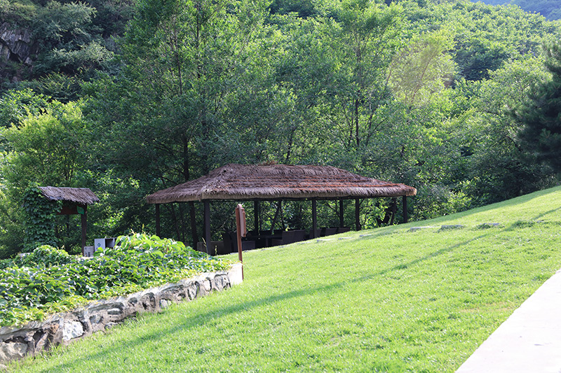 草坪绿化 草坪绿化