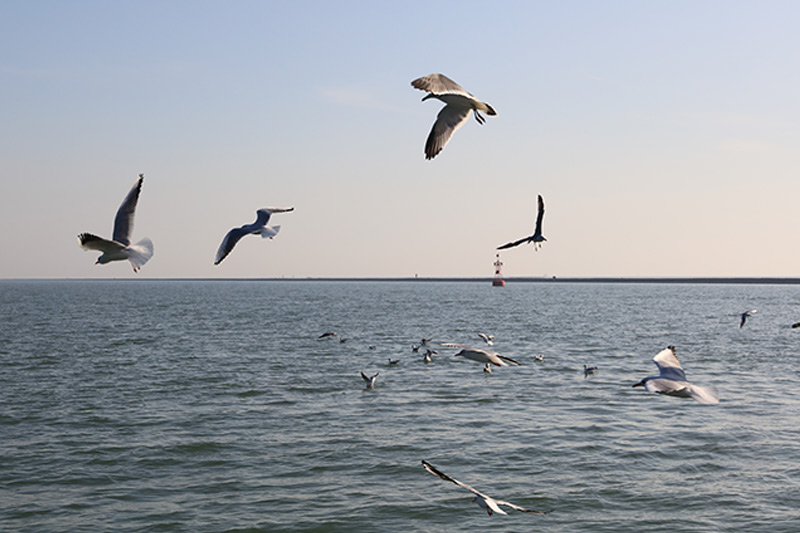 魂归大海 魂归大海