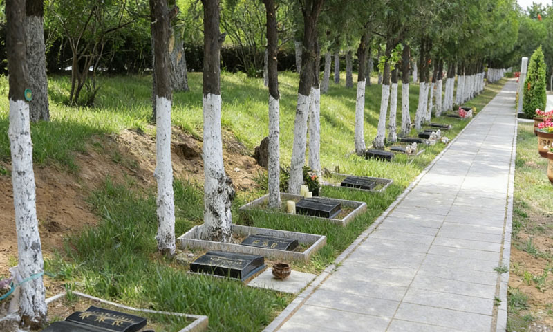 中华永久陵园树葬  一树一墓碑 性价比高