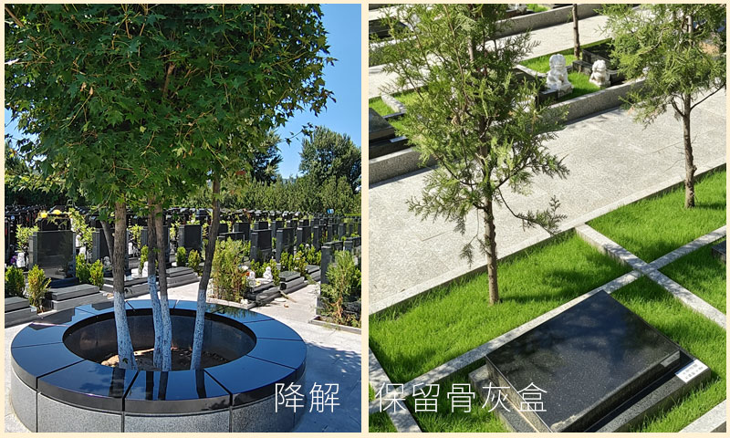 中华永久陵园两款树葬