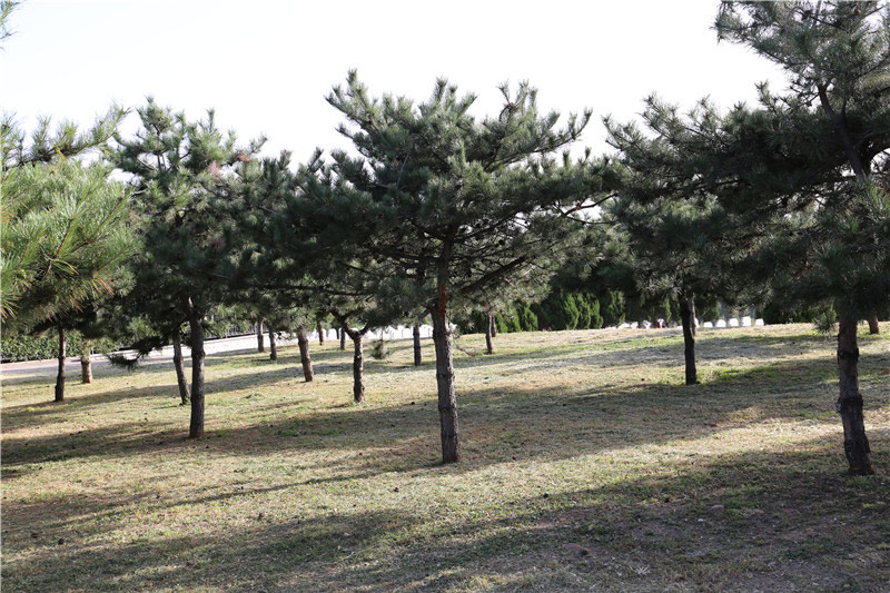 太子峪陵园环境